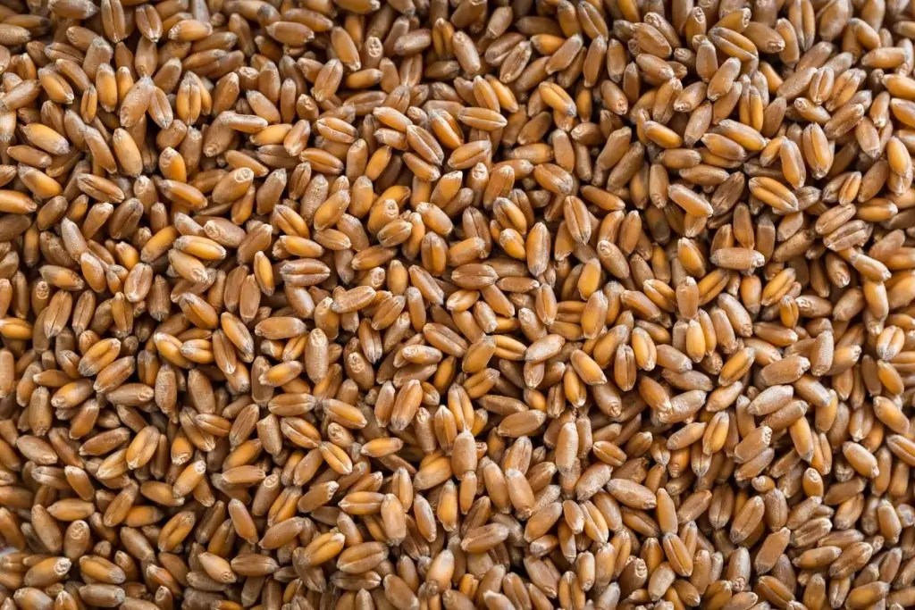 Hard Red Spring Wheat