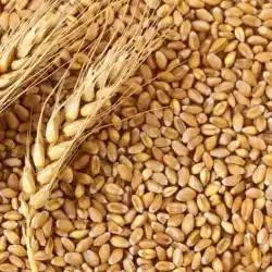 Pakistan Milling Wheat
