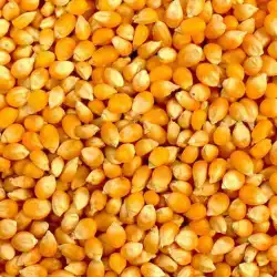 Yellow Maize