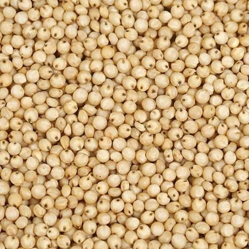Indian Sorghum