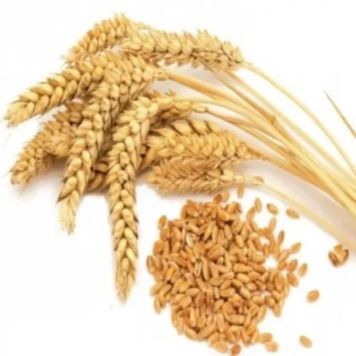 Feed Wheat