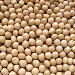 Yellow Pea (Canada)