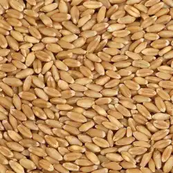 Ukraine Milling Wheat