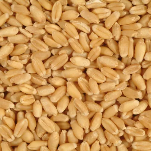 Milling Wheat