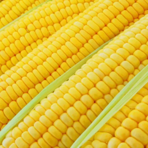 Pakistan Yellow Corn / Maize