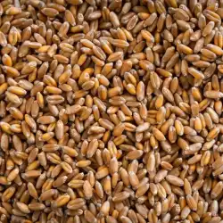 Hard Red Spring Wheat