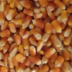 Yellow Mazie