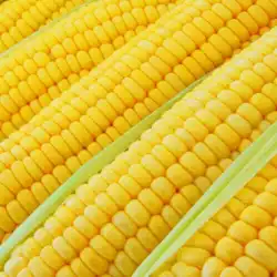 Pakistan Yellow Corn / Maize