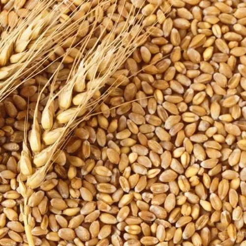 Pakistan Milling Wheat